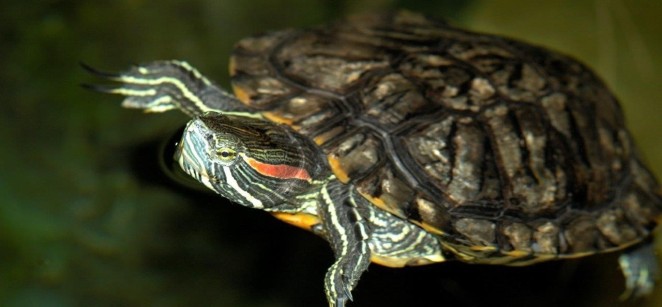 Sea Life Centre Manchester - Loo the terrapin - education on illegal release of unwanted pets